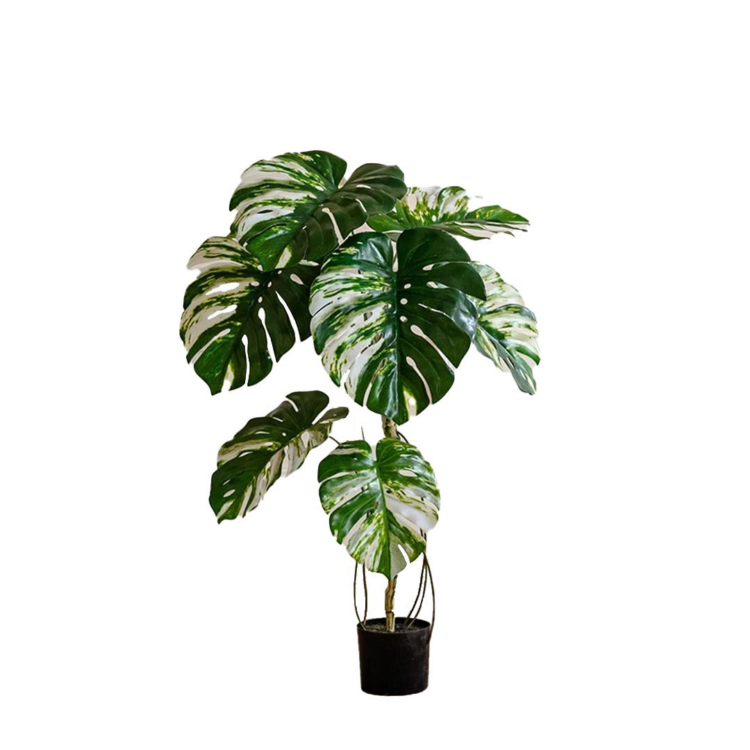 มอนสเตอร่าใบด่าง