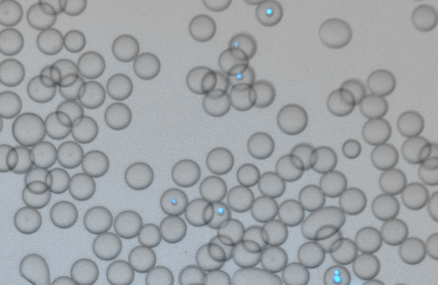 縮圖：Droplet Generation Chip, Drop generator, PDMS, hydrophobic