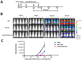 CAR-NK Cells Generated with mRNA-LNPs Kill Tumor Target Cells In Vitro and In Vivo
