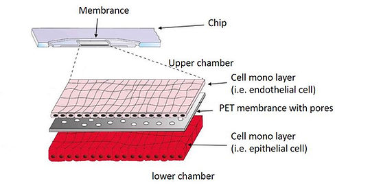 organ-on-a-chip_chip_model, organ on a chip, organ on chips, cell model, drug delivery, organs on a chip, organ on chips, human on a chip, organ chips