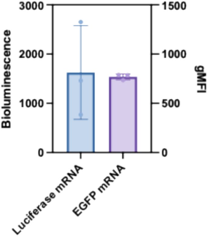 Figure 3: Comparison of luciferase vs eGFP reporter gene variability in mRNA-LNP transfection assays across cell lines