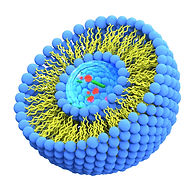 45DegreeStructure of liposome, phospholipid, micelle, 3d render illustration .jpg