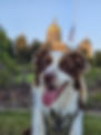 Messenger_creation_9198E8BC-7F42-4D49-9197-E3243BB41CC3.jpeg