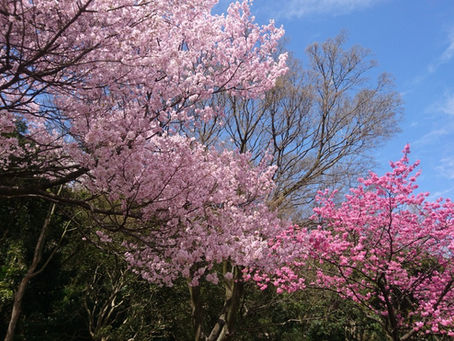 桜