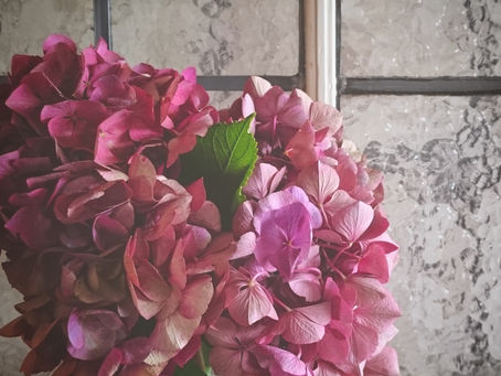 赤い紫陽花