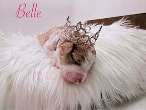 Belle 2.jpg