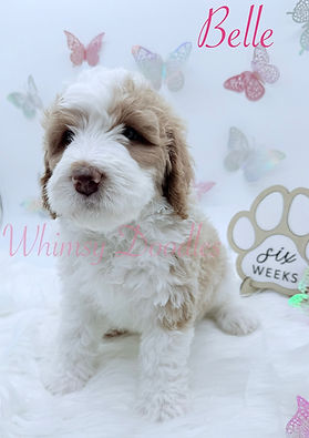 Bernedoodle Puppy