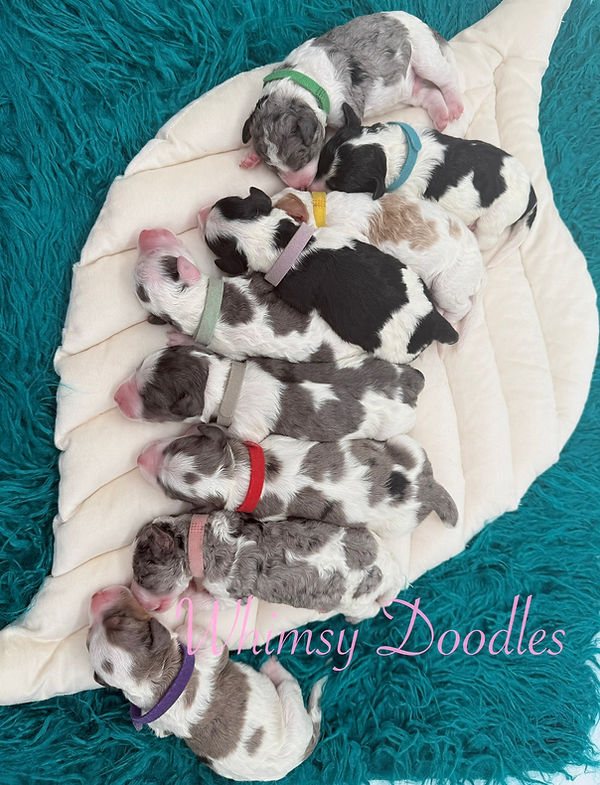 Bernedoodle Puppies