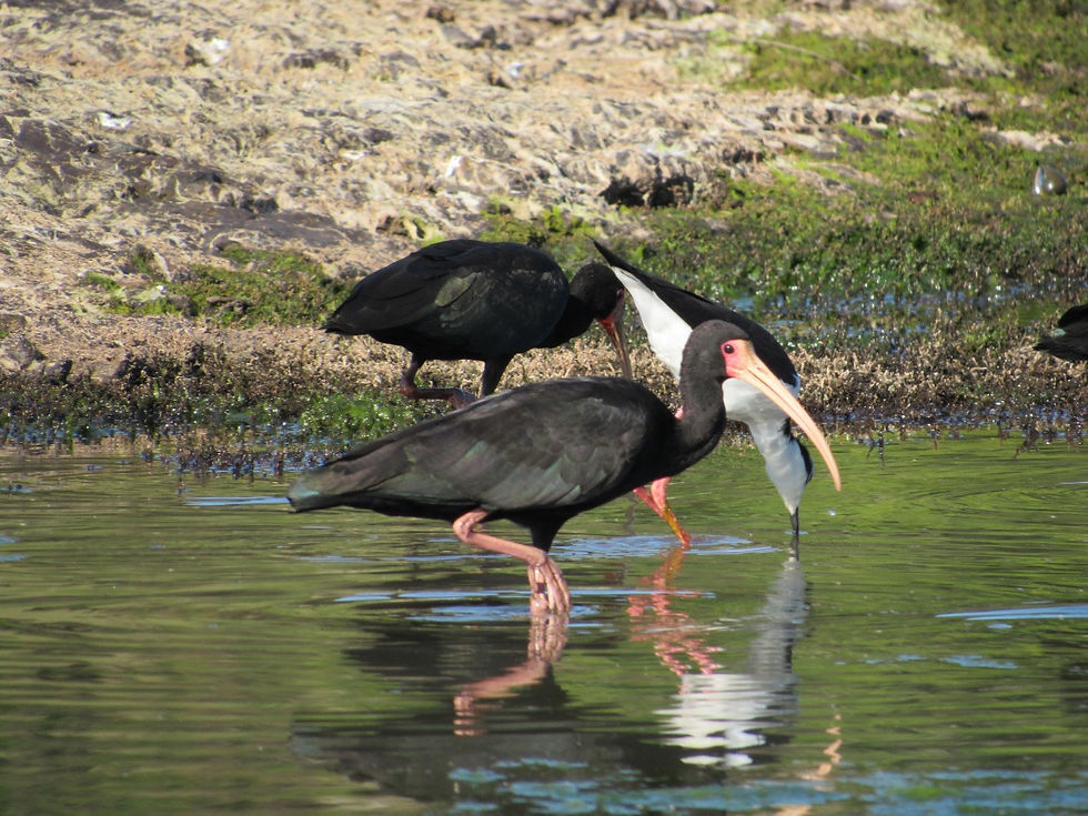 Monitoramento de Avifauna