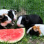 Writer: Piggie Time