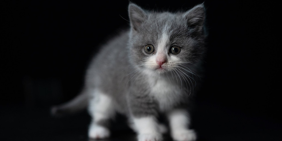 Kitten Yoga