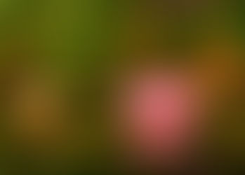 The Spiritual Meaning of the Lotus Flower