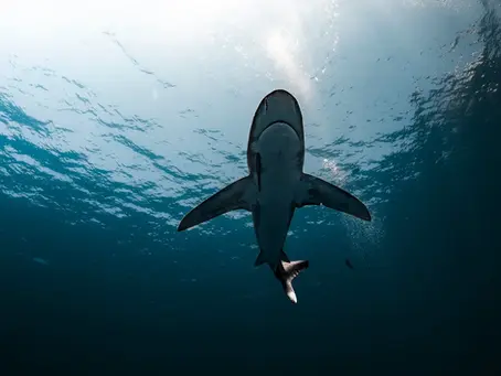 Les requins, moi & le lagon de Bora Bora