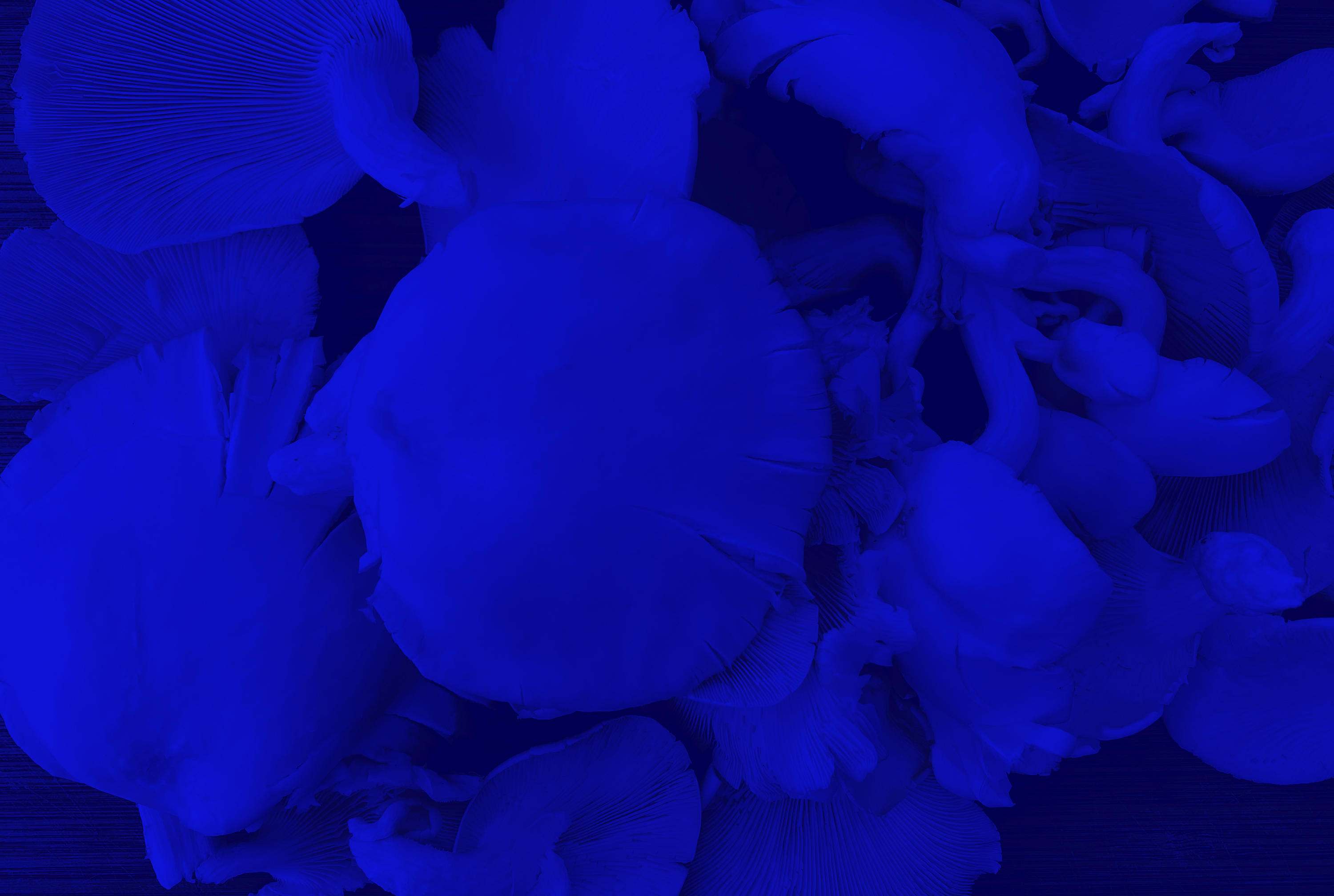 blueshrooms02.jpeg