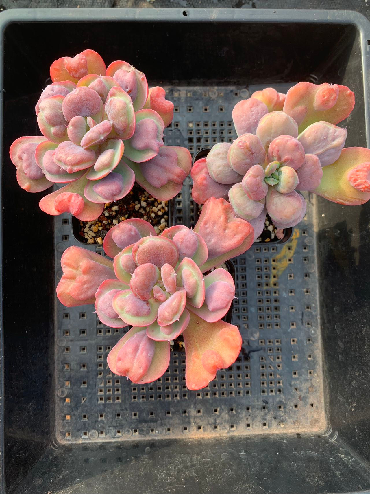 Echeveria heart delight 心之悦 040923