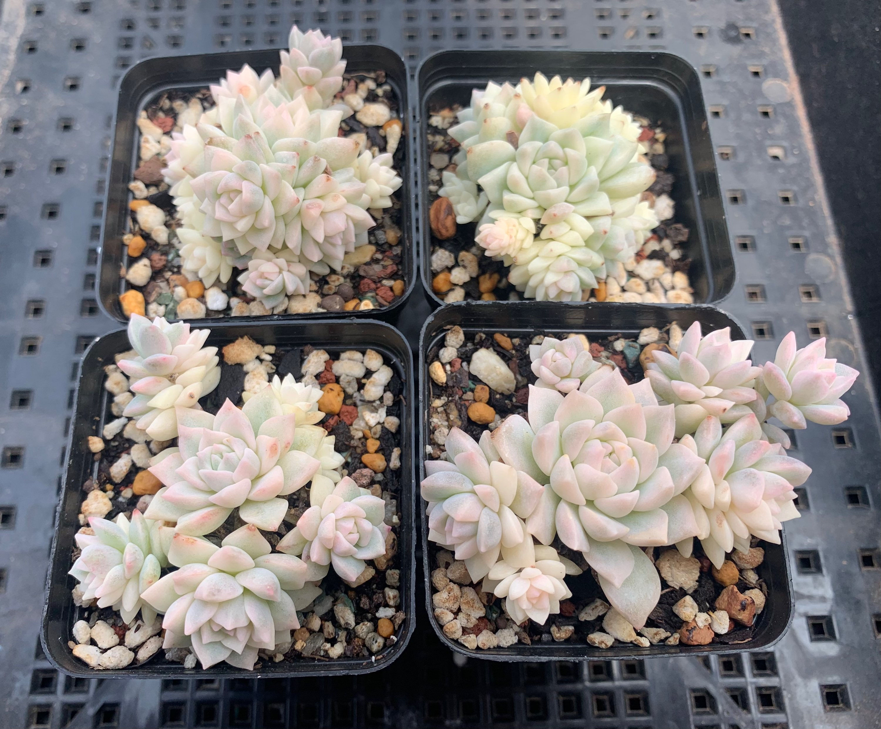 Echeveria prolifica 'Little Rose' variegated 帕米尔玫瑰锦/子持白莲锦