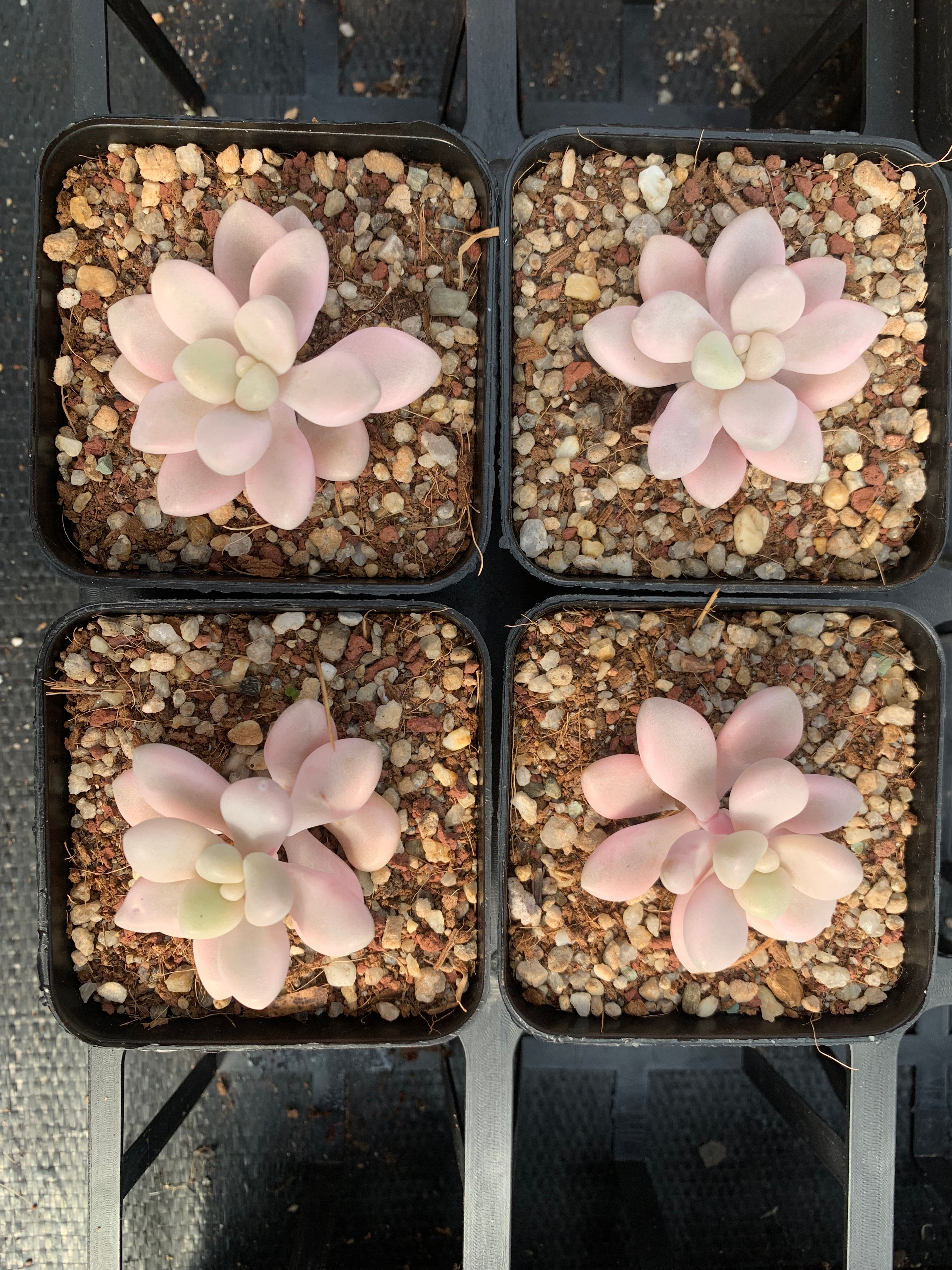 Graptopetalum Ellen variegated 艾伦锦 070524