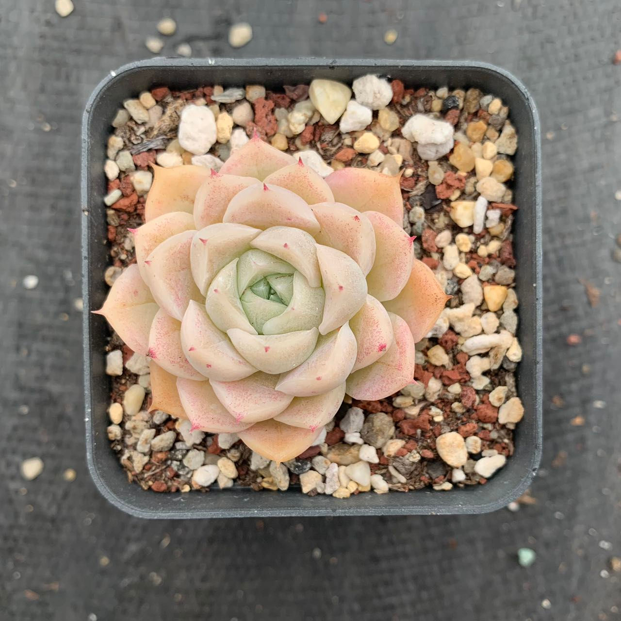 Echeveria white queen 白女王 190923
