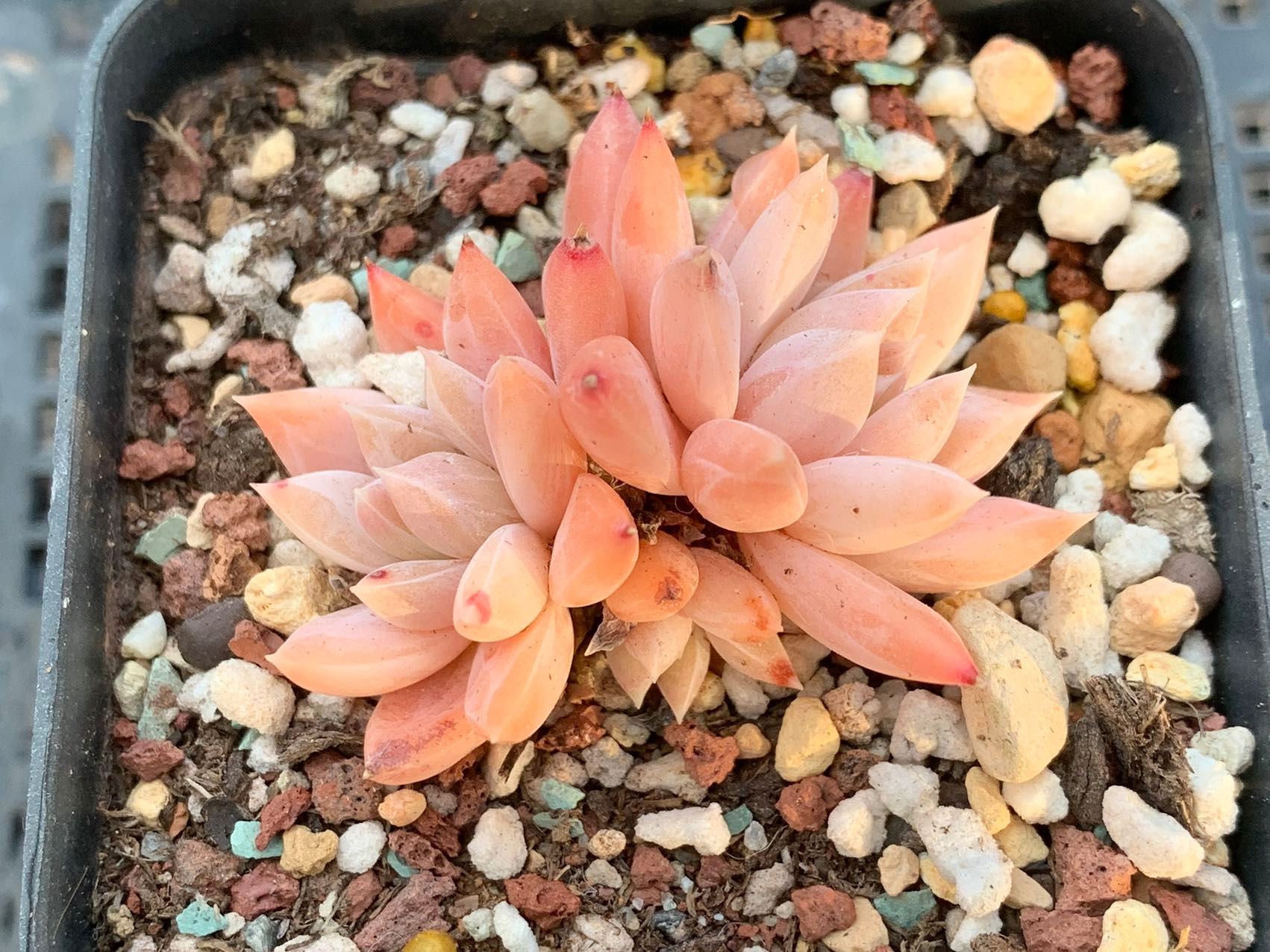 Pachyphytum 'Chiseled Stones' hybrid  千代田杂 040923