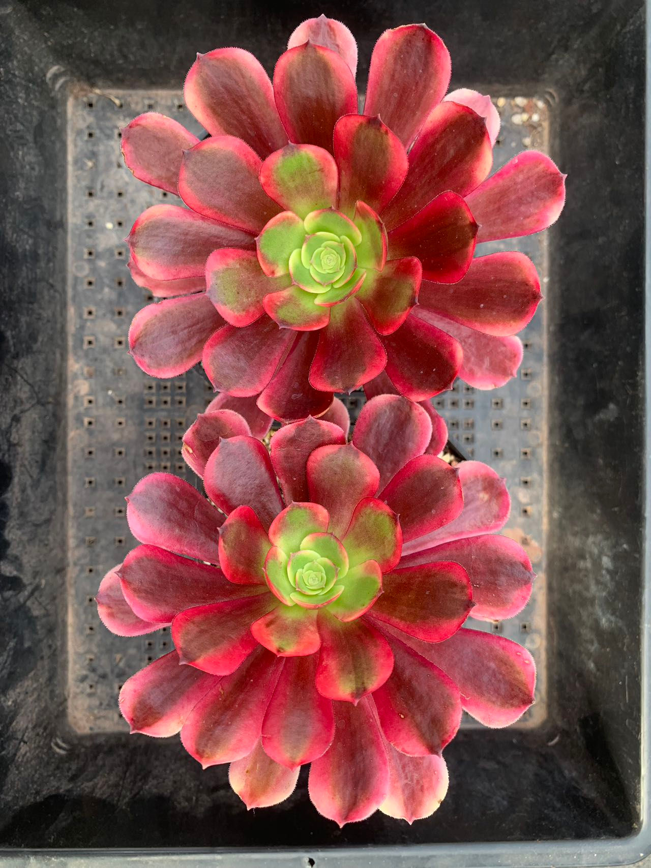 Aeonium eucarie / superbang 欧嘉莉 290823