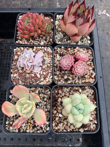 Succulents value pack #26 多肉套餐#26 220724 | BOTANPEDIA
