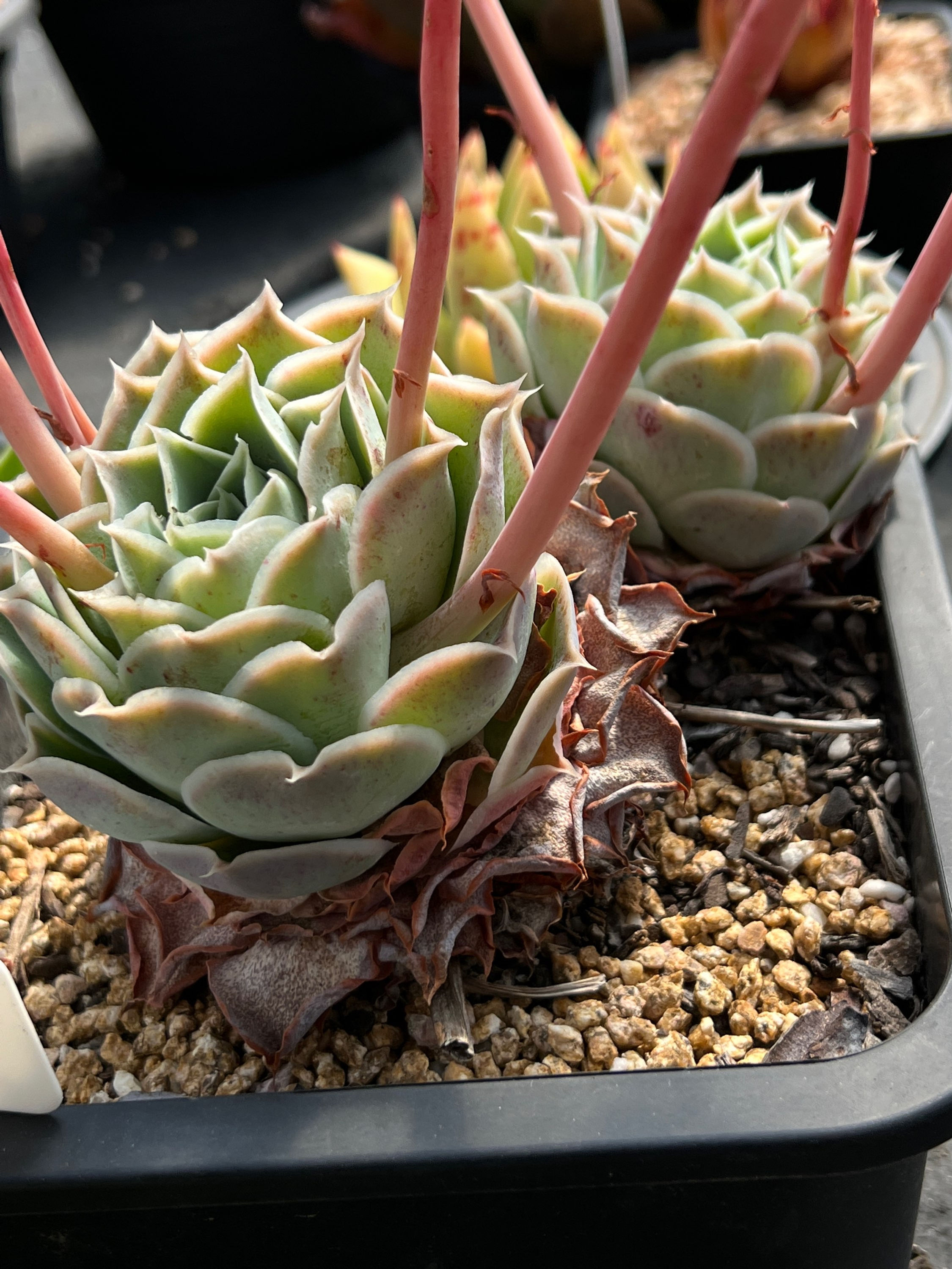 50x seeds, Echeveria simulans (Laguna Sanchez), 拉古娜