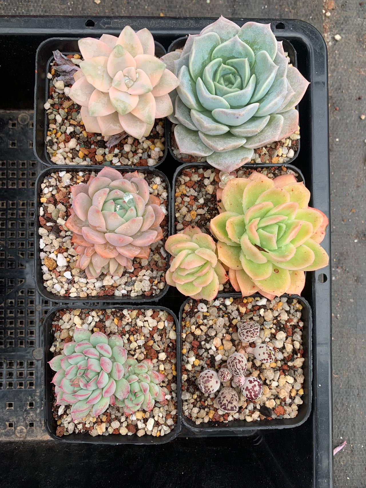 Succulents value pack #14 多肉套餐#14 190724