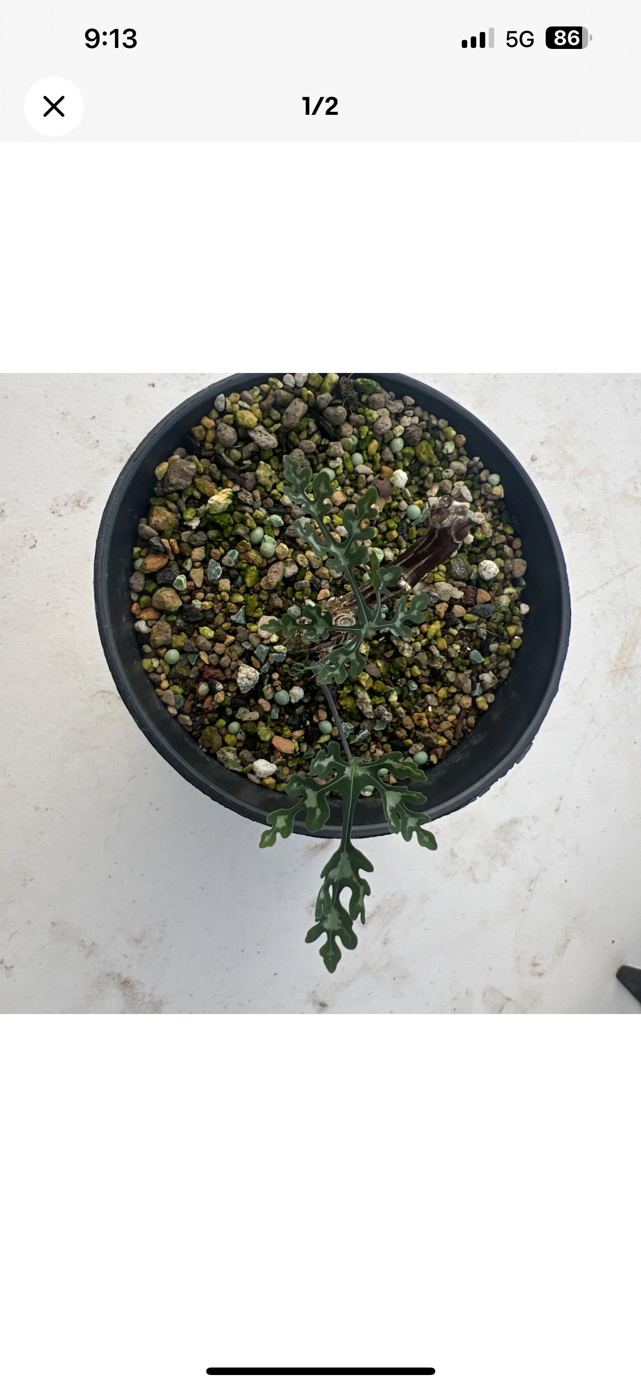 Adenia perrieri( Genes 2), Extra Rare,Caudex Succulents 18/02/2026