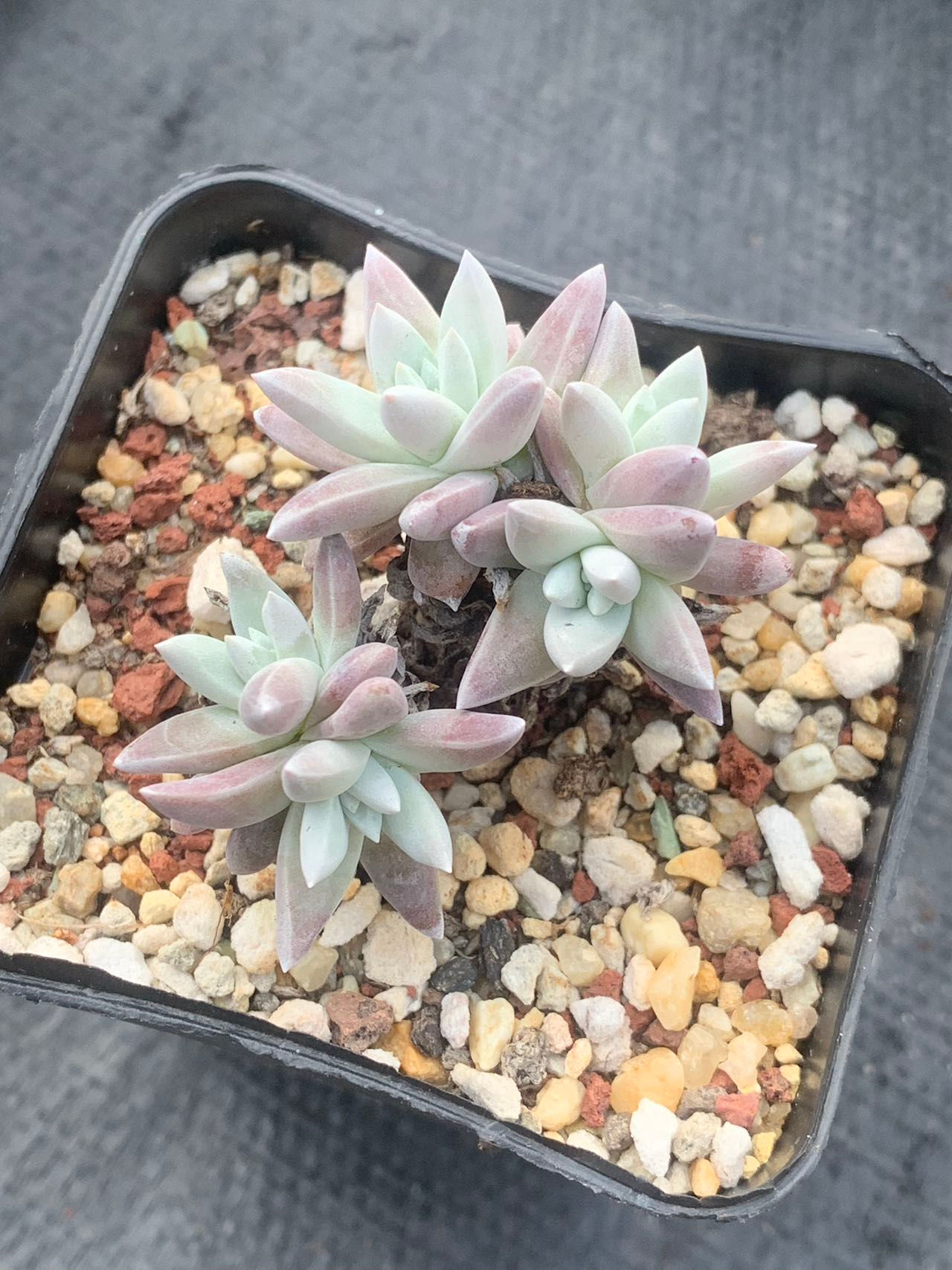 Dudleya white sprite 白菊 300923