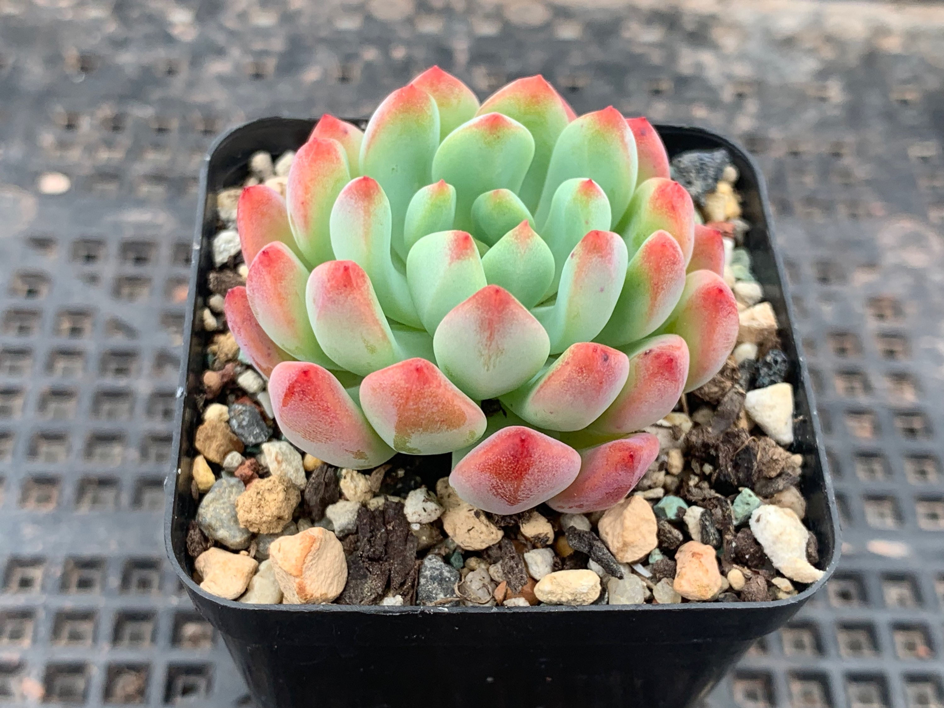 Sedeveria blue elf 蓝苹果