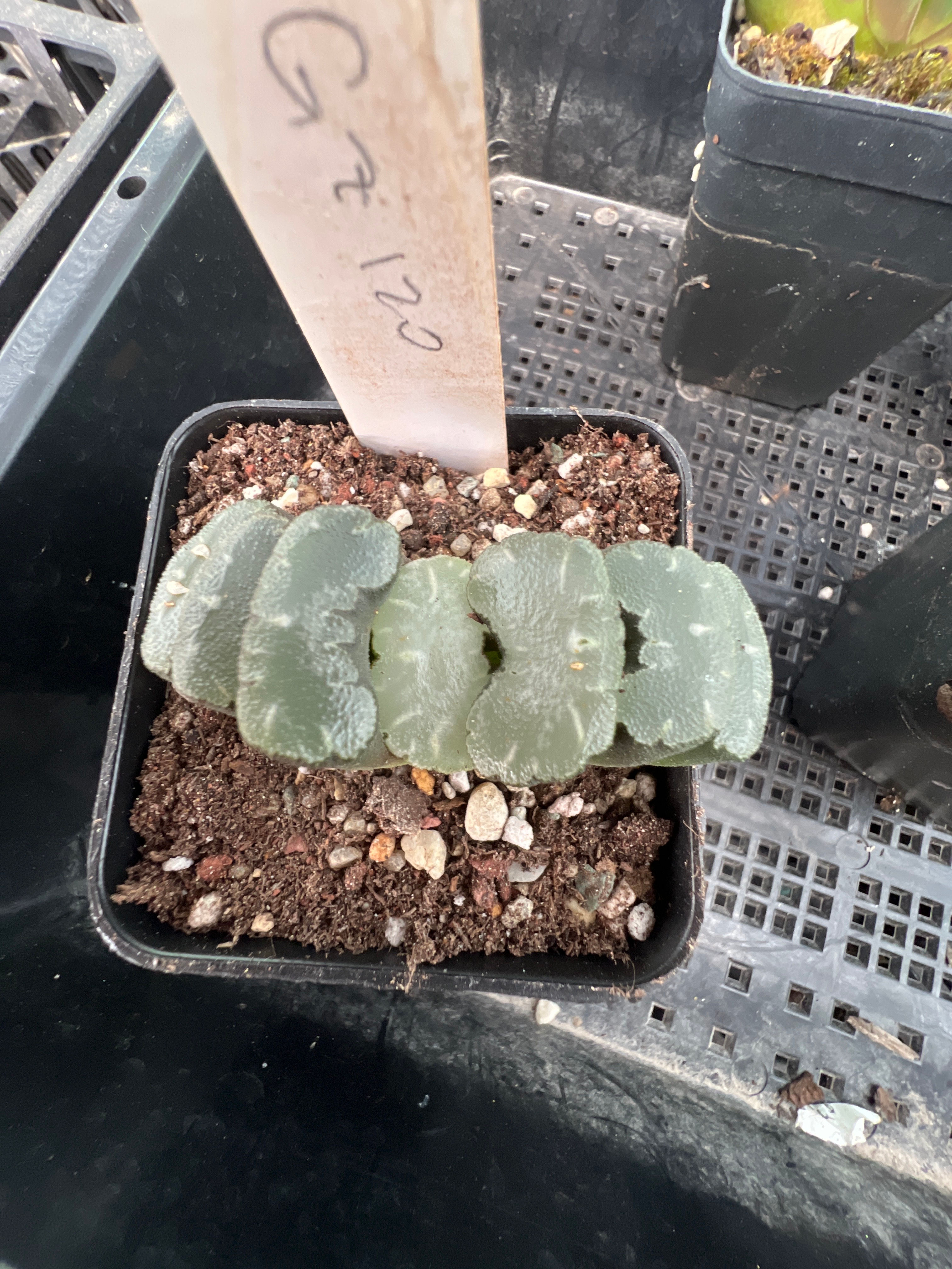 GZ120 Haworthia truncata White Moon, 玉扇 白月光
