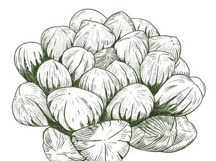 haworthia.png