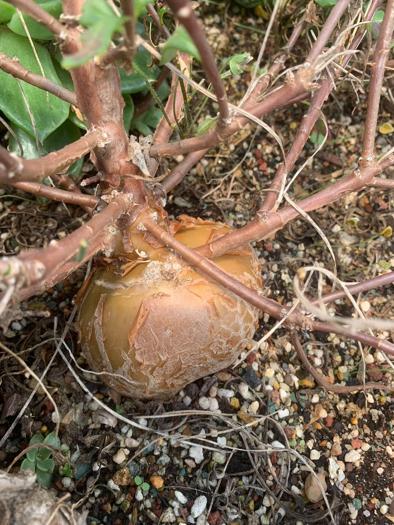 3 x seeds, Othonna lobata 罗伯塔厚敦菊