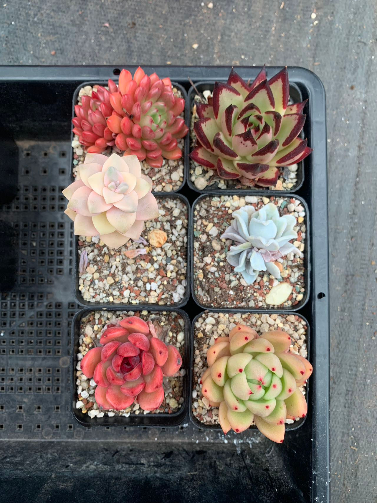 Succulents value pack #8 多肉套餐#8 220724