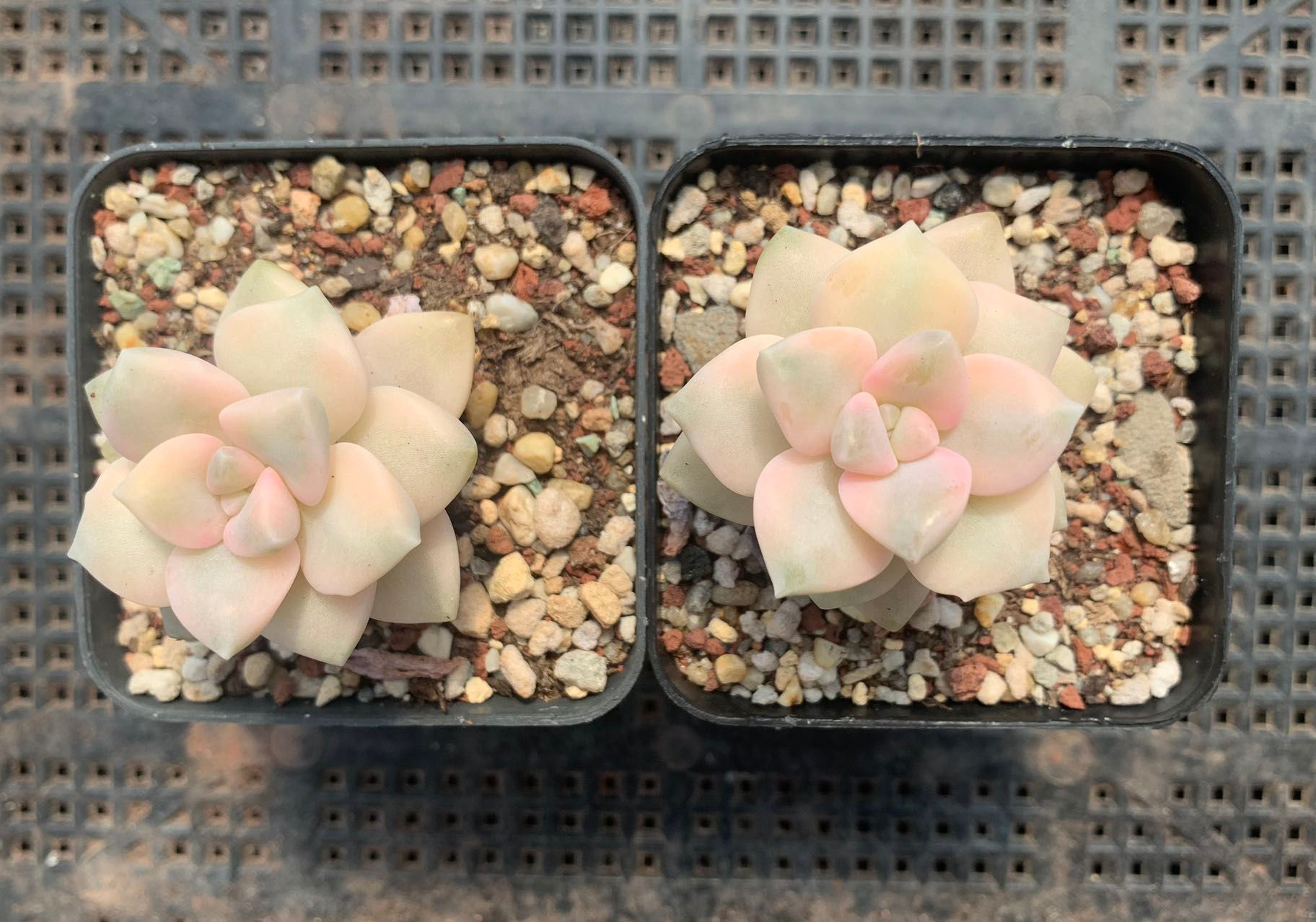 Graptoveria paraguayense bernalense variegata 美杏锦