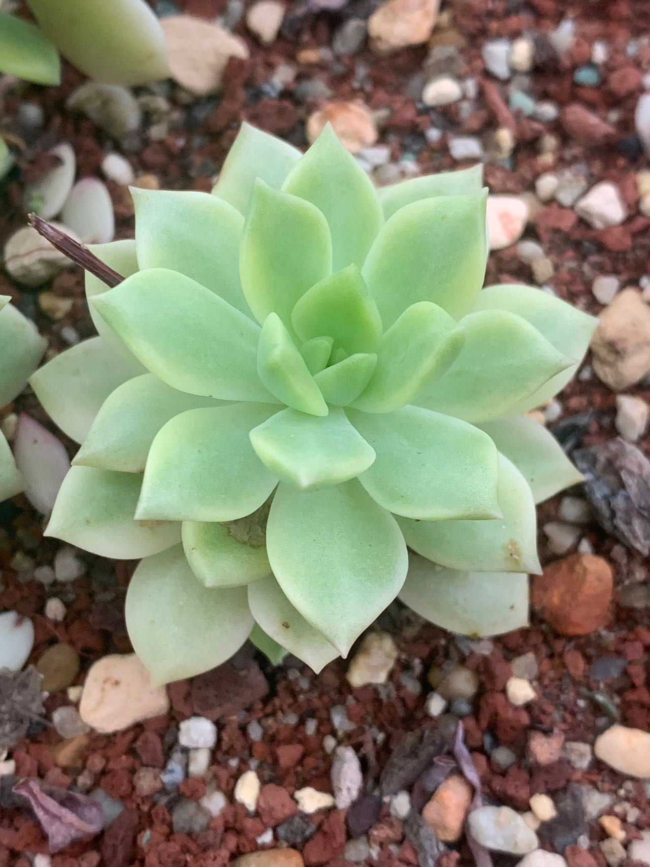 Sedeveria markus variegated 马库斯锦