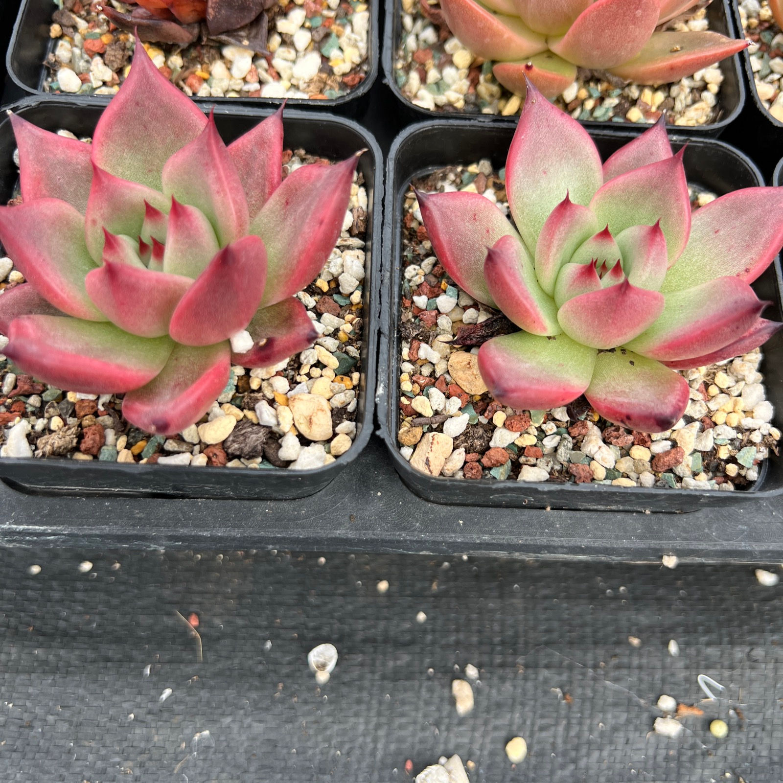 Echeveria Agavoides Blood Romeo X Echeveria Agavoides Prolifera, 血罗杂相府莲