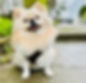 Little Boy_edited_edited.jpg