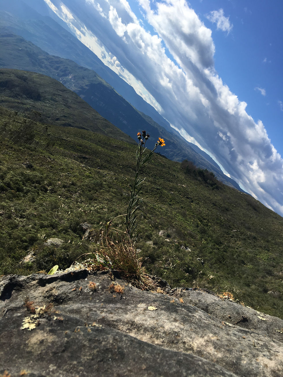 solitary blooming flower on the slope of a canyon