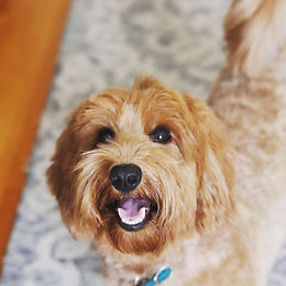 Mini Goldendoodles of NY