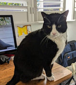 Black and white cat sitting on desk