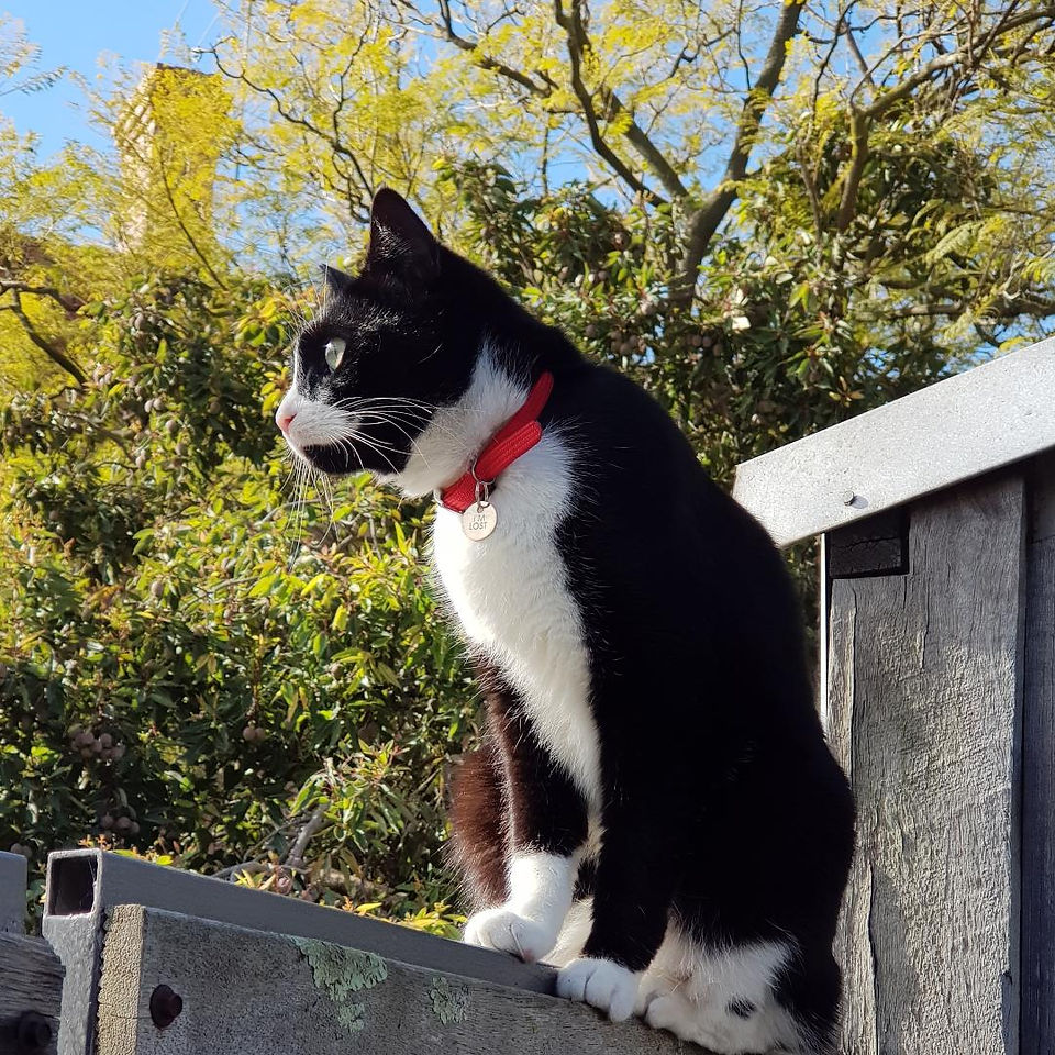 Slyvester the cat sitting on top of the courtyard fence