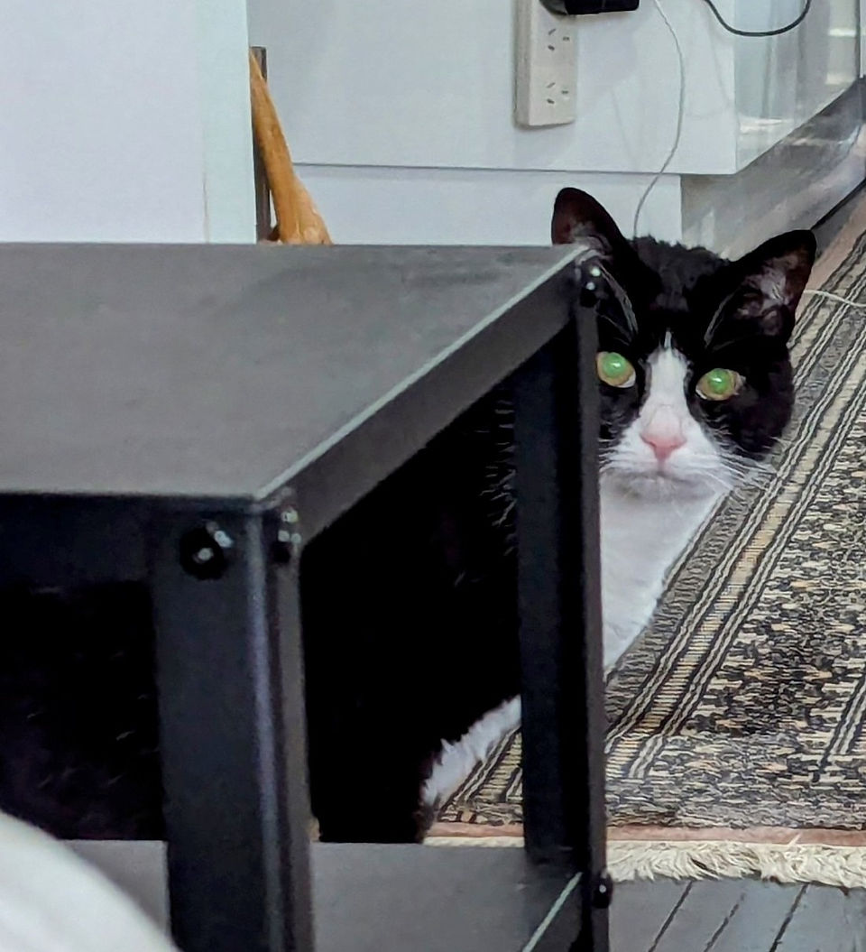 Cat peeking around table