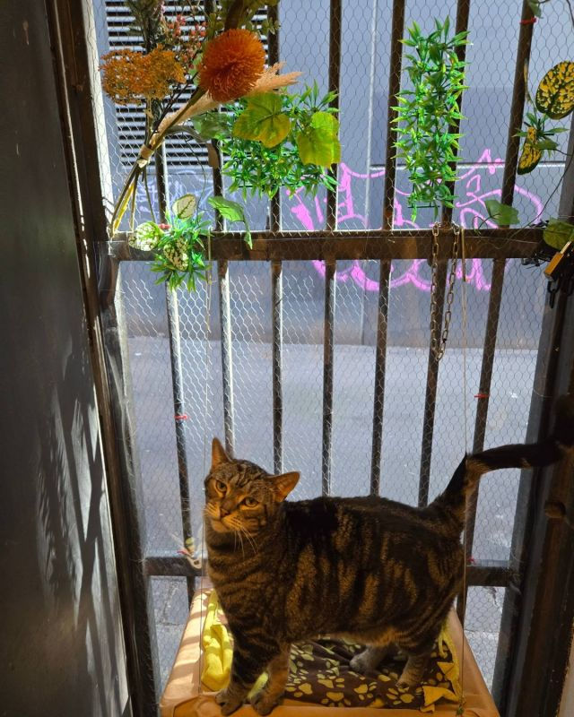 Inside Cat Cafe Melbourne
