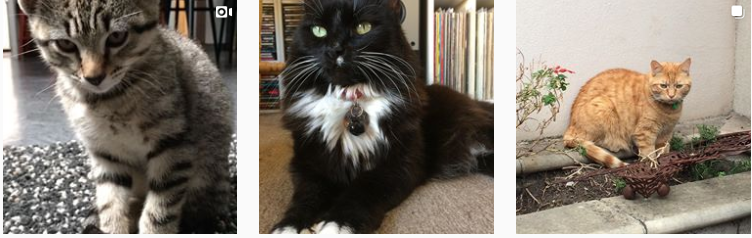 Molly from @purrfectcatsitter