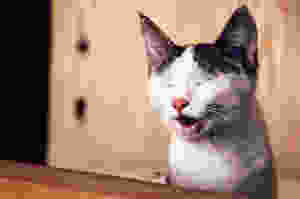 A meowing cat
