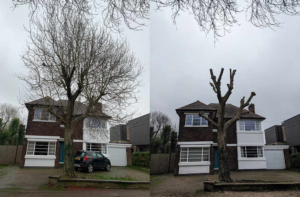 Large tree before and after pollarding in front of a house