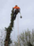 Arborist high in a tree, secured by ropes, holding a chainsaw. Tree Surgeons
