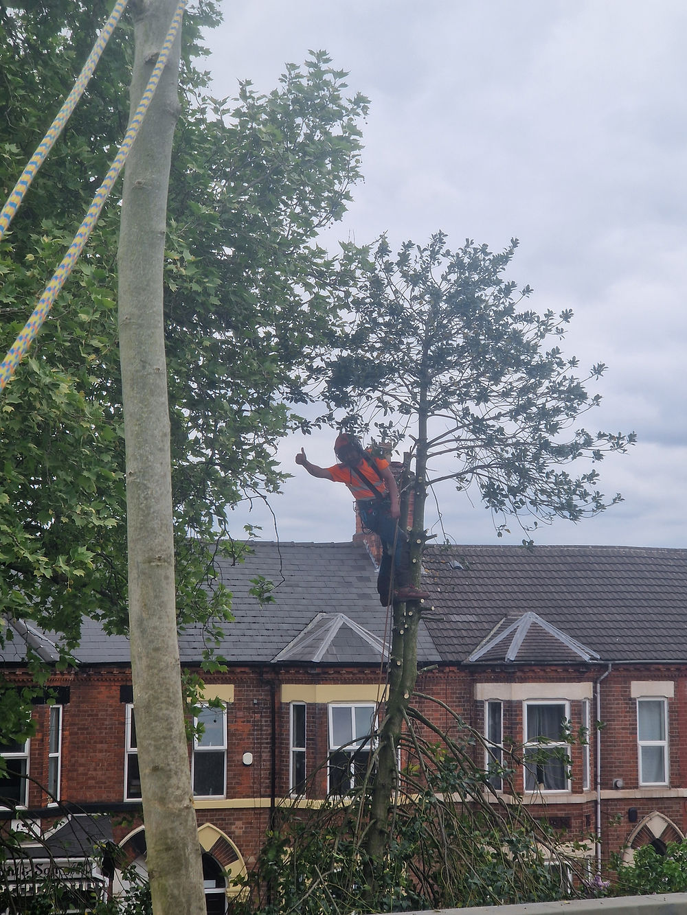 Arborist high in tree pruning branches. Tree Surgeon near me