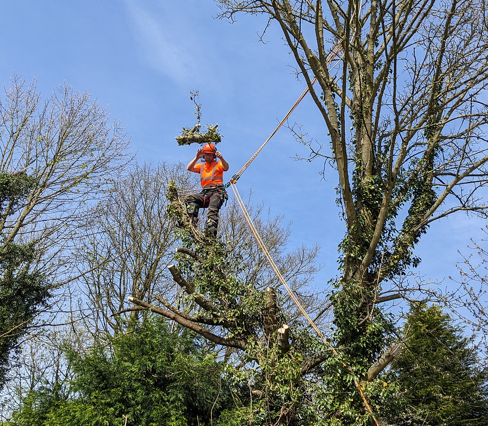 Tree surgeon on ropes trimming a tall tree